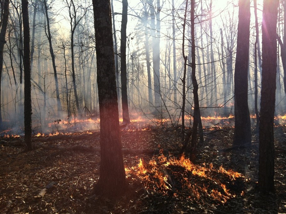 A fire burns amongst leaves in a forest