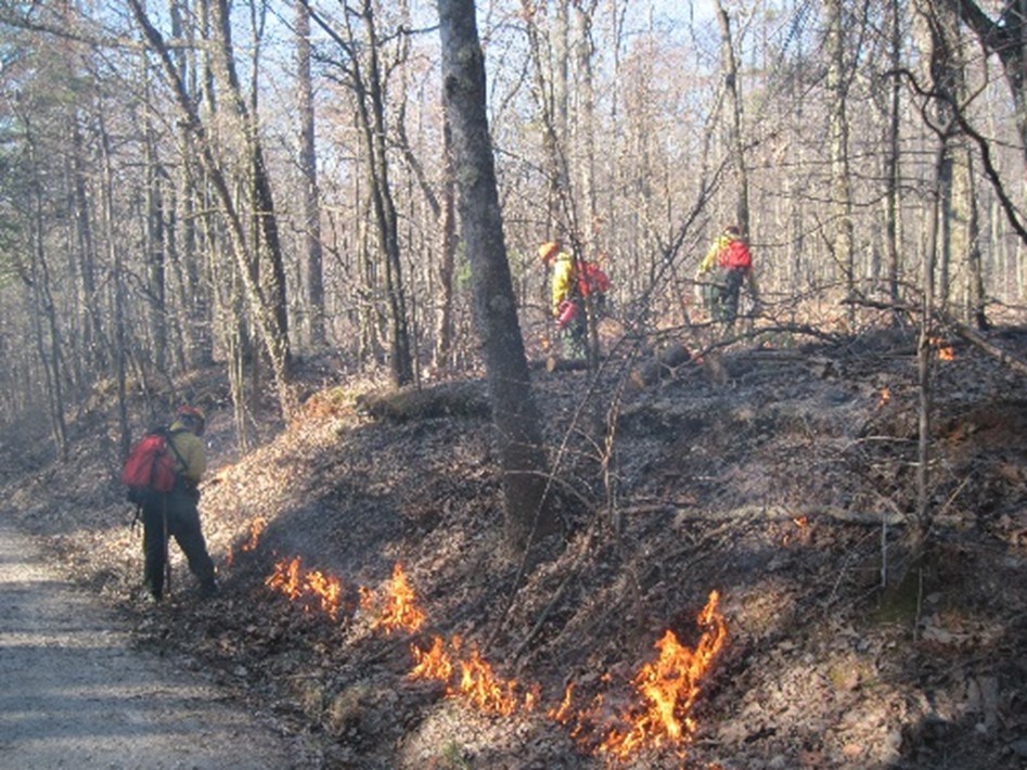Three firefighters in yellow shirts are on a hill in the forest with fire around them.