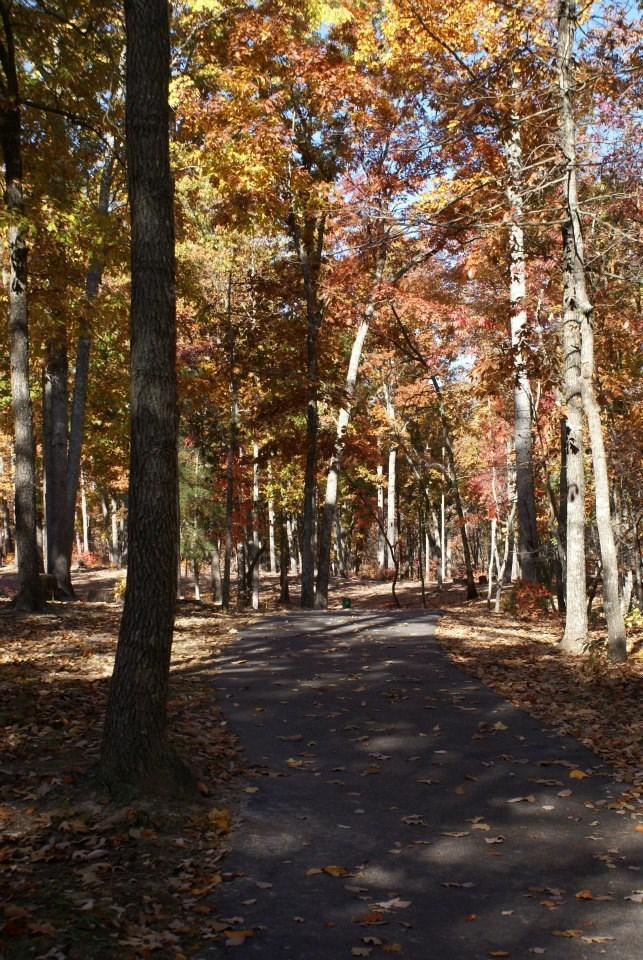 A paved trail winds through a forest