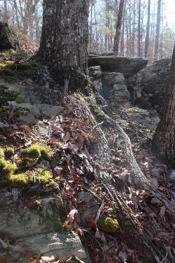 A tree is shown on a hill. The roots of the tree are exposed.