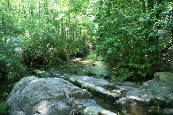 A wooded area with a stream running through it.