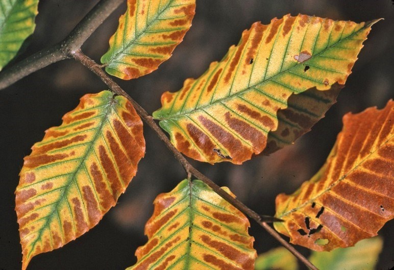 Colorful red and green and yellow leaves along a small branch.
