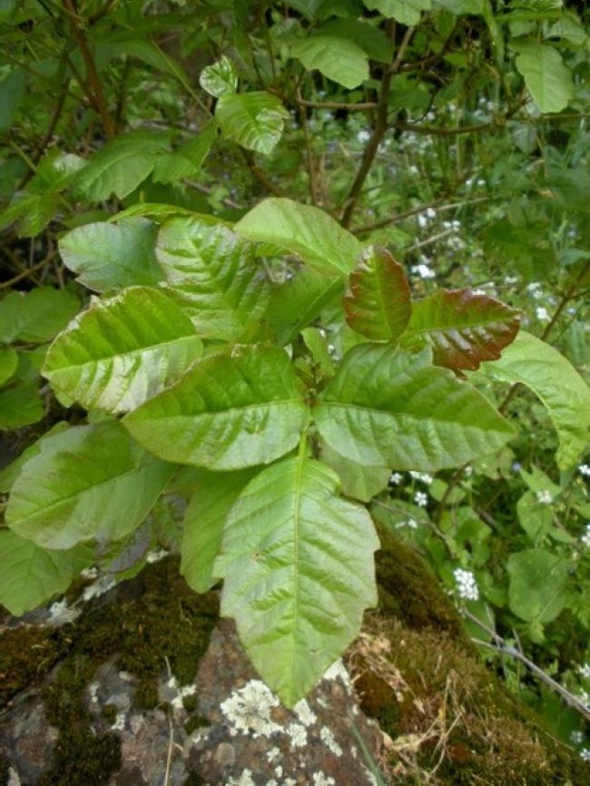 A green plant with shiny leaves of three sprouts above a rock.