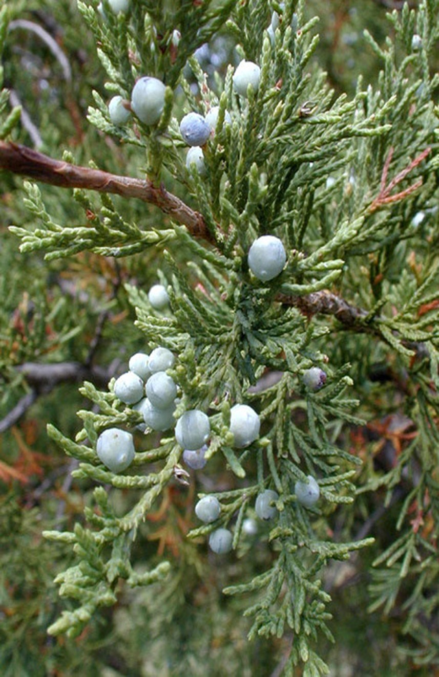 Blue seeds are on small green needles.