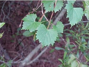 A toothed green leafed plant is shown with a blurry background of branches and grass.