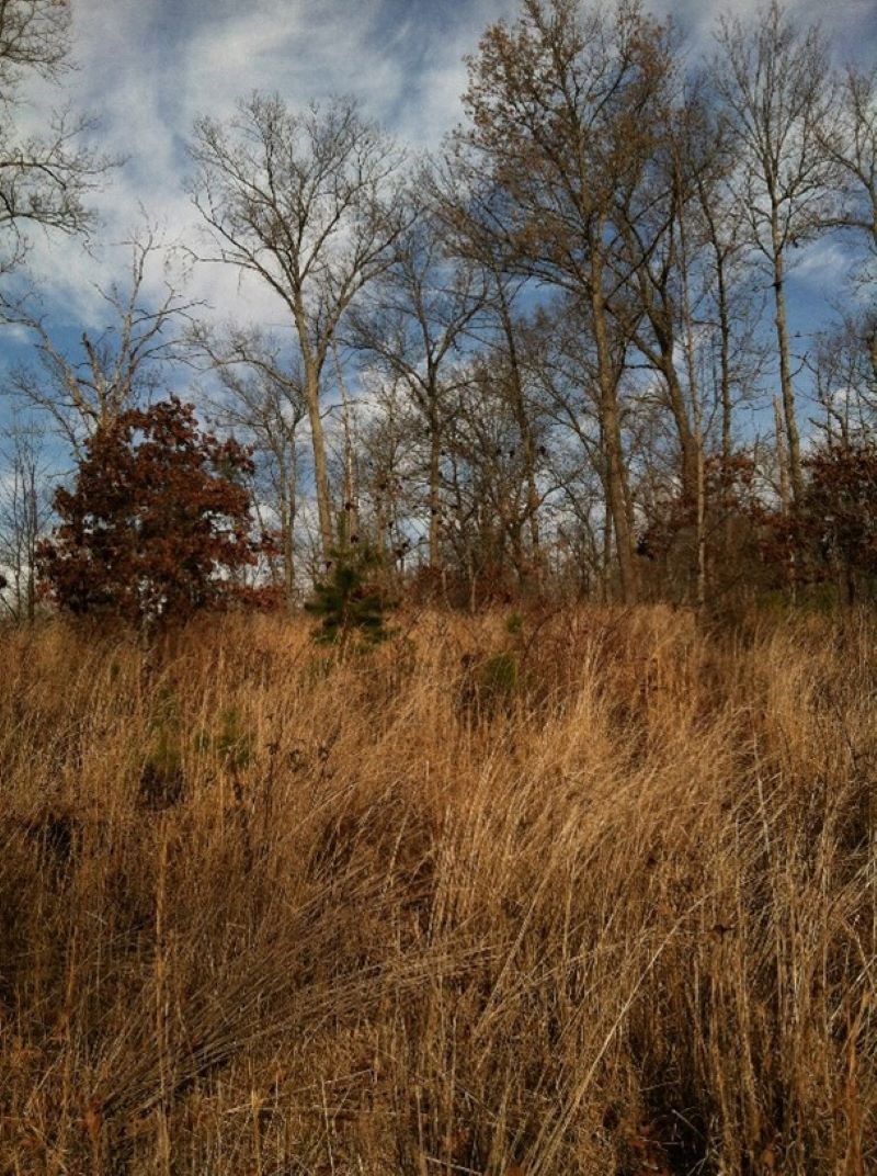 Small trees spring up from waist high dry grass, larger trees are in the background.