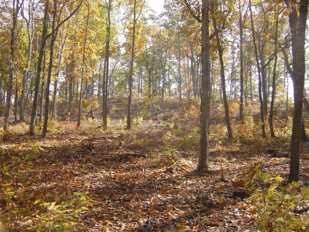 A forest is shown with trees spaced at about 10 yards and colorful leaves on the trees and the ground.