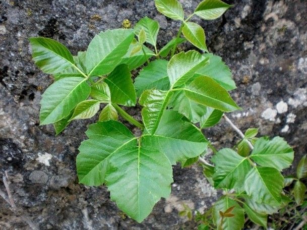 A shiny green plant with three leaf clusters