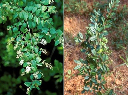 A green plant with small leaves and white flowers on the left, a green plant with small leaves and no flowers on the right.