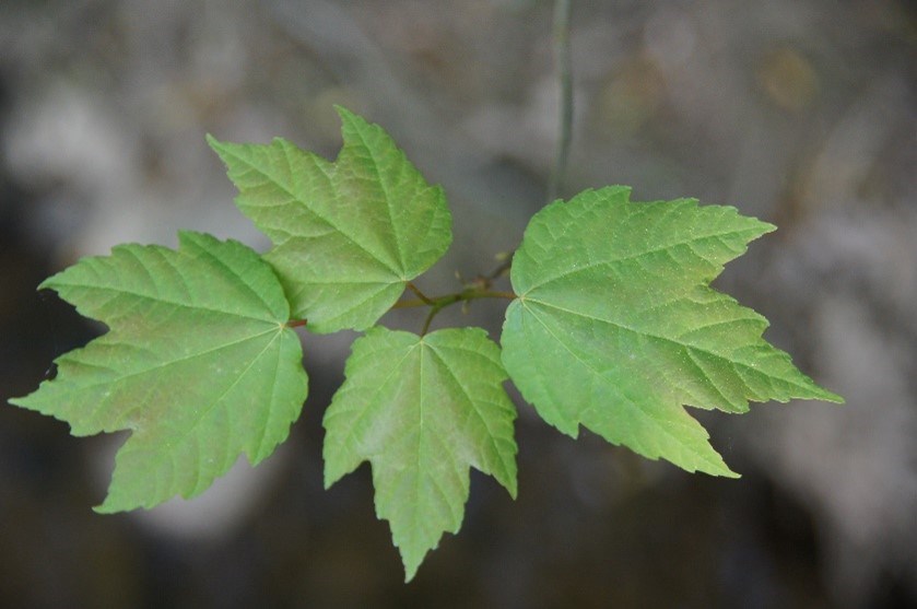 Leaves with three points and a red stem.