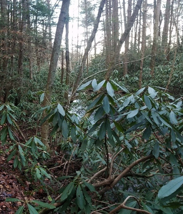 A large leafed plant extends up from the ground in a forest.