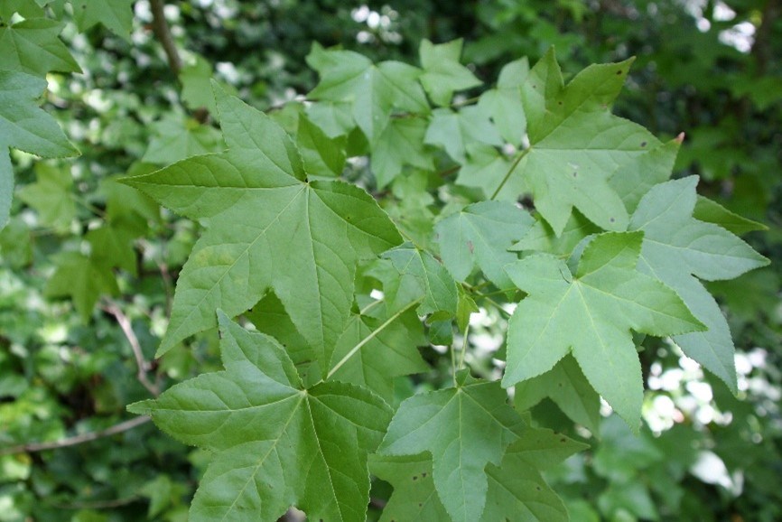 A branch with star shaped green leaves