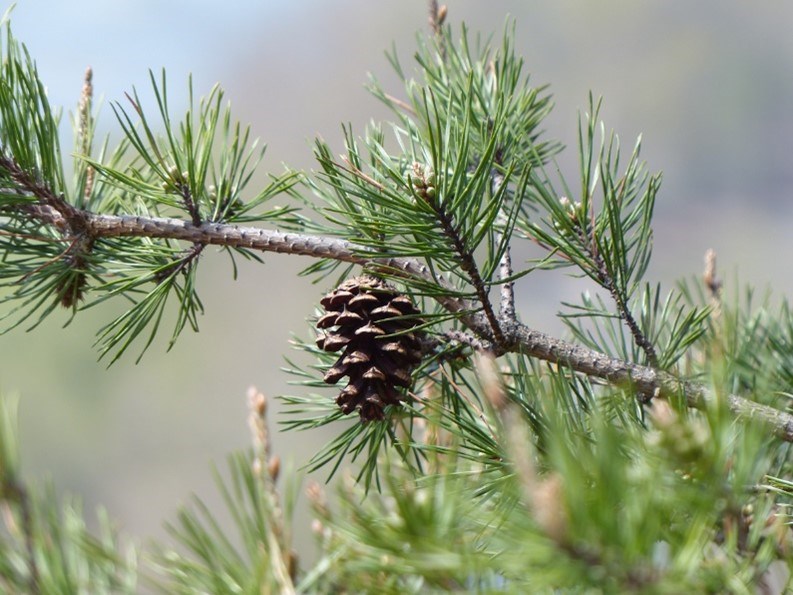 A pine cone hangs from a branch with green needles.