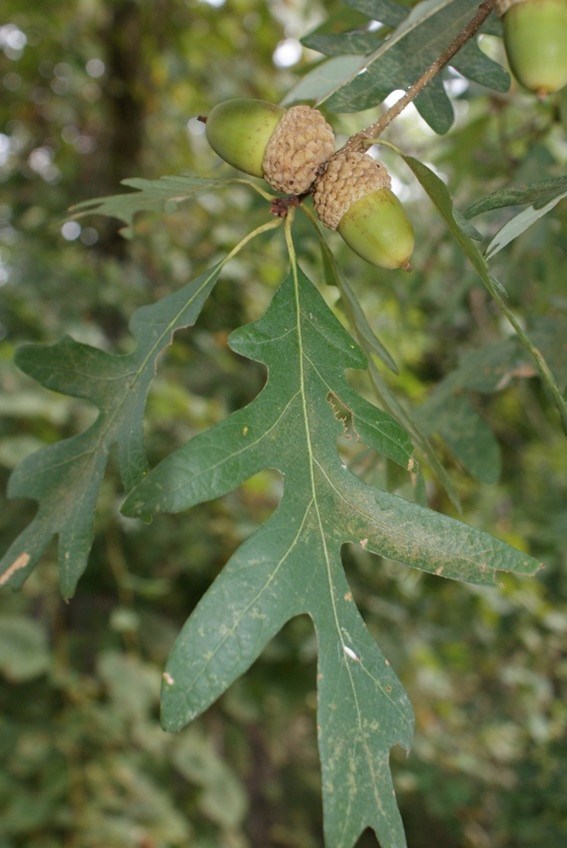 A narrrow green leaf with large margins