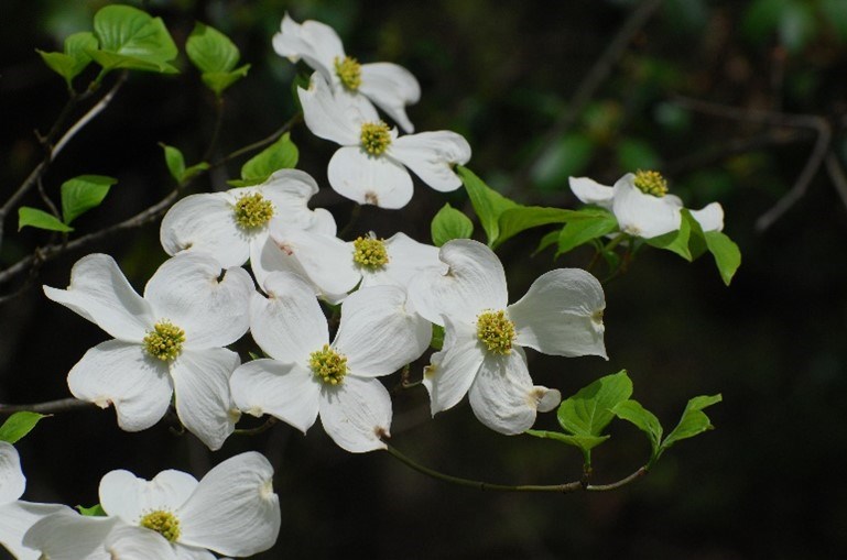 A white flower with yellow center blooms on a green tree.