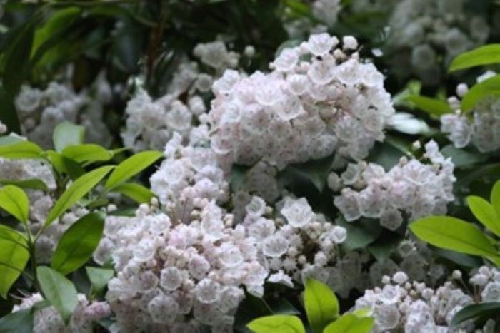 Small white flowers in clusters around green leaves