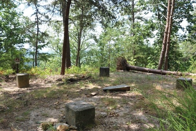 A open area of woods with stumps and trees.