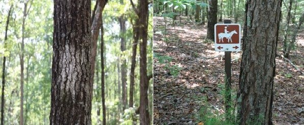 A tree with a white blaze of paint on it and a sign with a drawing of a horse on it is on a tree.