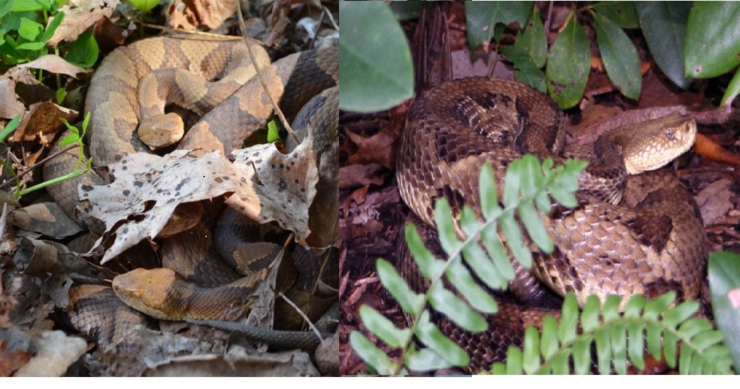 Two light colored brown snakes are on the left, and an image of a darker brown streaked snake is on the right.