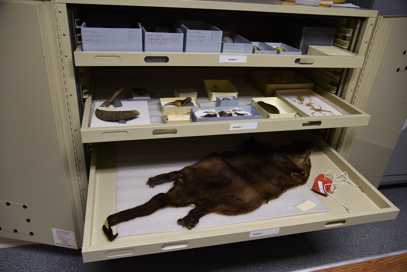 color photo of a beige storage cabinet with three drawers containing open topped boxes lined with white protective padding displaying various zoological specimens, including animal skins and bones