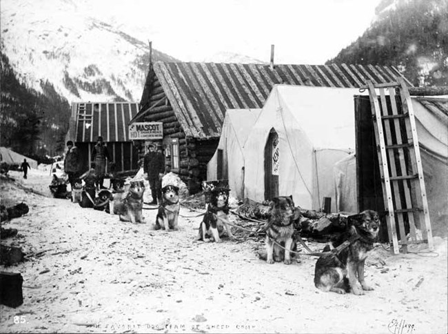 Black and white photo of a dog sled waiting alongside tents and rough cabins