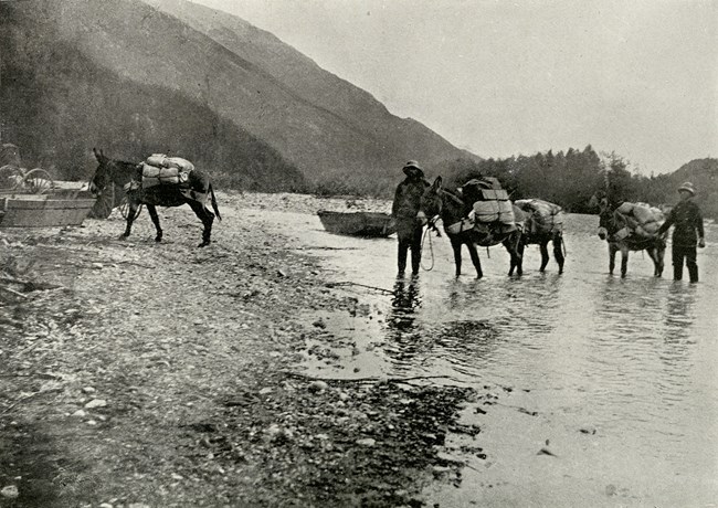 Black and white photo of two men and four mules crossing a river