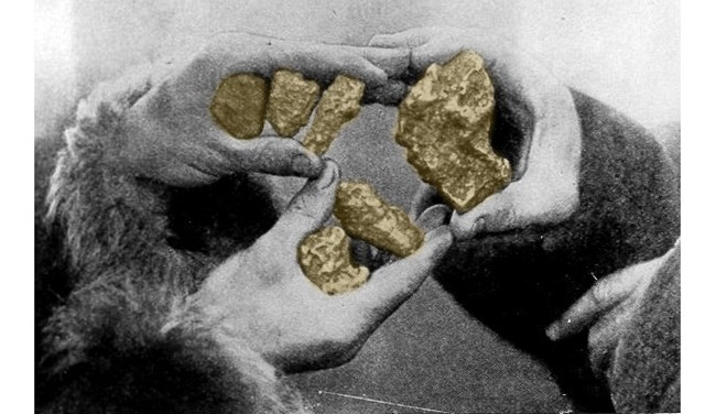 Three hands hold up three gold nuggets