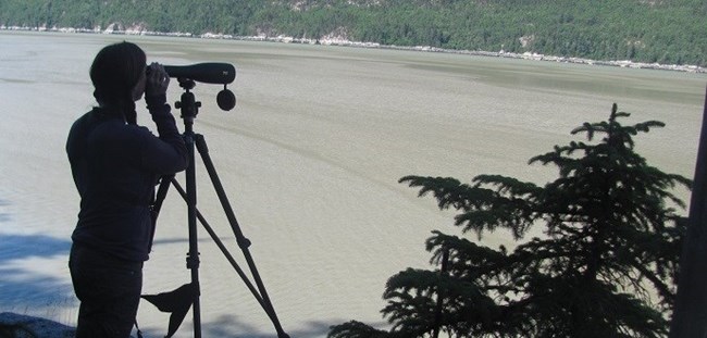 A person uses a spotting scope near water.  Researchers survey coastlines for birds