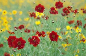 Red flowers in the front of the photo and yellow tickseed flowers in the background