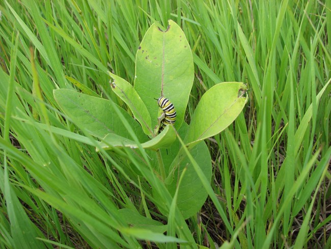 A caterpillar on a plant.