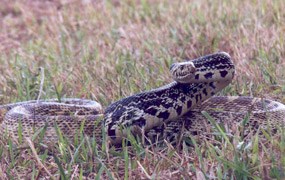 Image of a bull snake in cut grass with head raised read to strike.