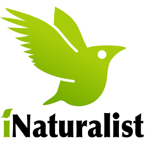 green bird logo for iNaturalist app