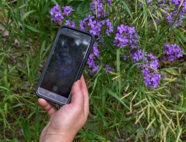 Hand holds smart phone over clump of purple flowers. Image of same flowers displays on phone screen.