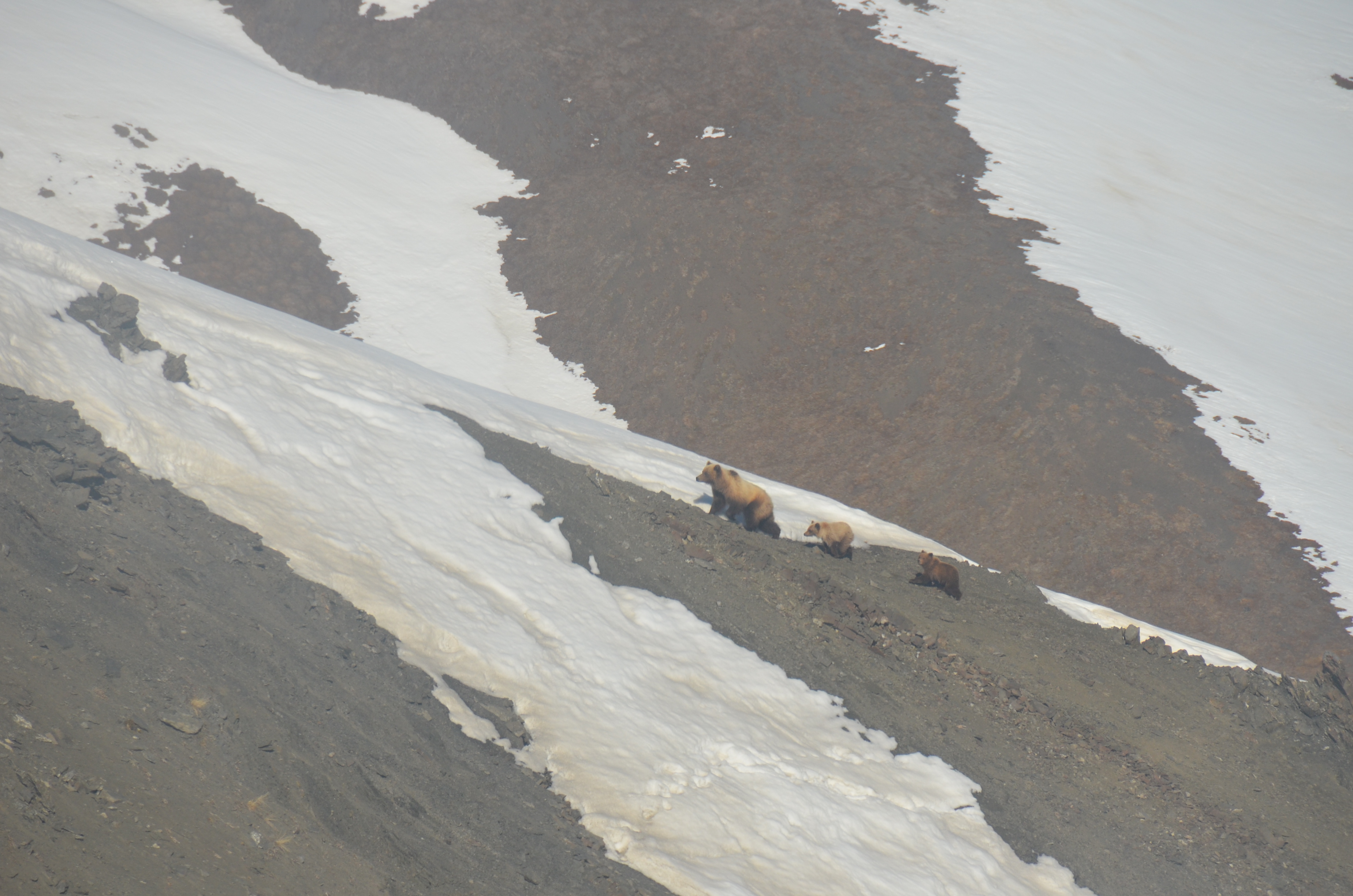A bear family walks together across the tundra, between patches of snow. Photo by NPS/D. Vinson.
