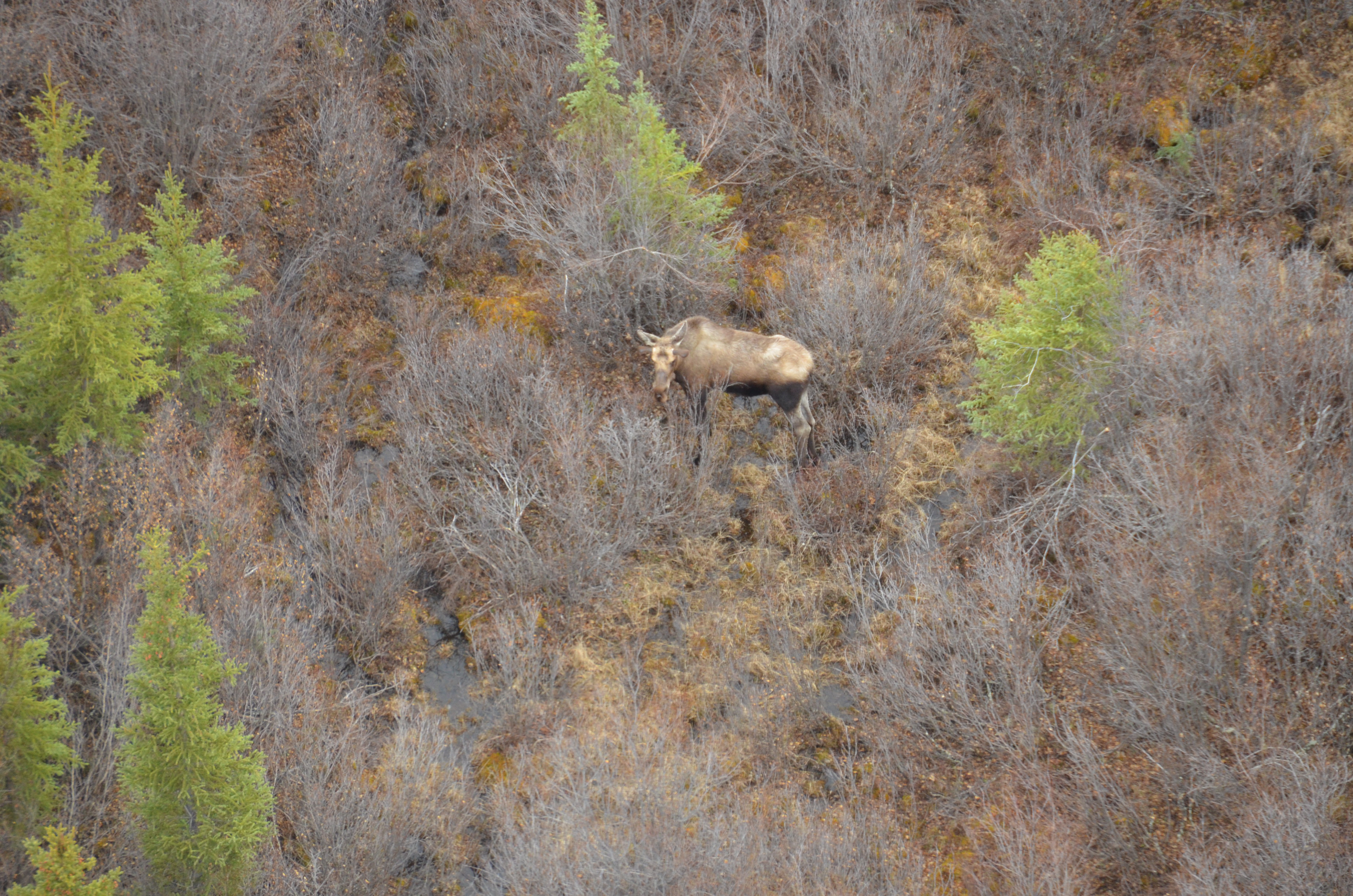 A moose stands in the brush and watches the plane fly by. Photo by NPS/D. Vinson.