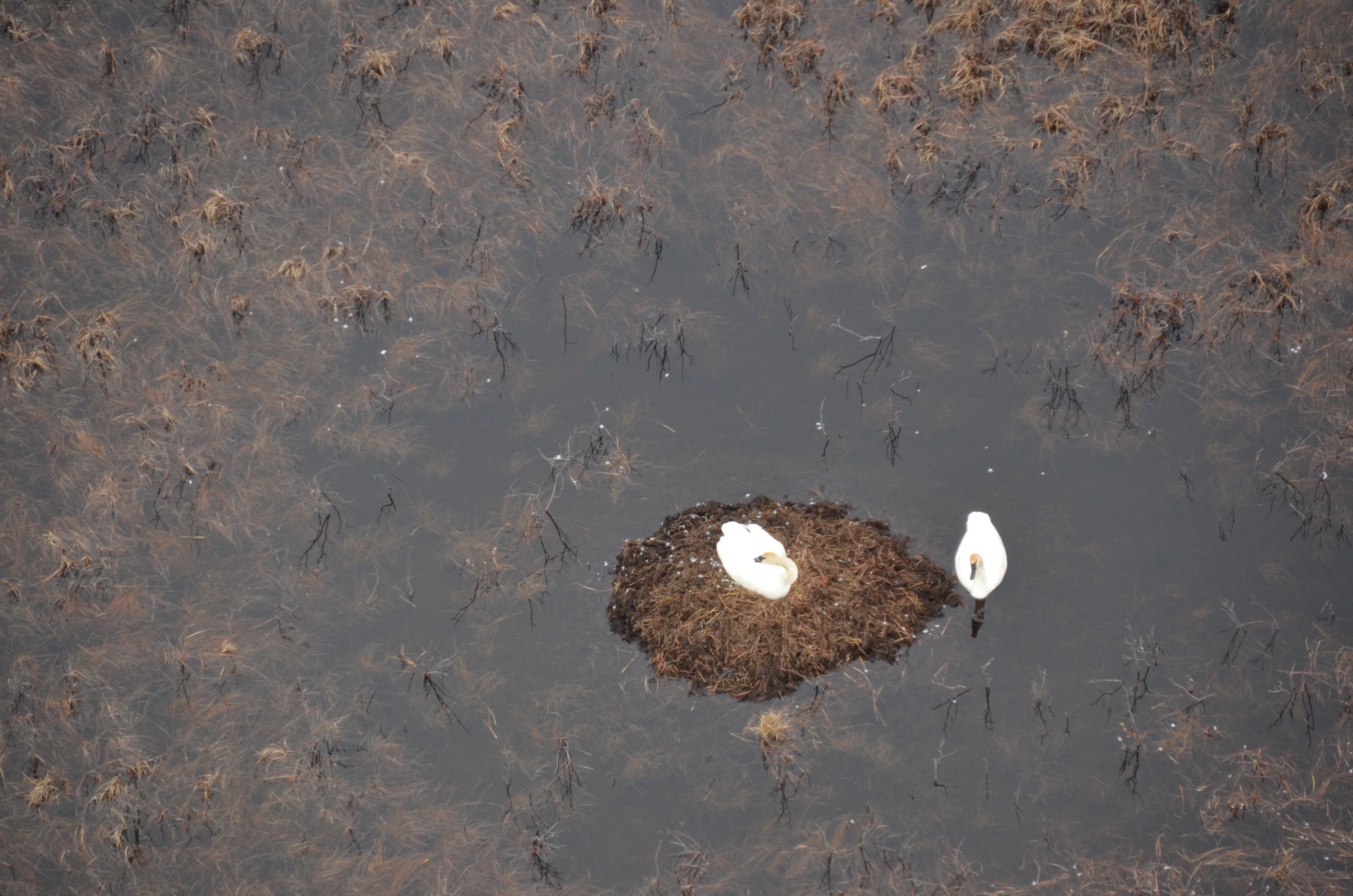 A pair of tundra swans nesting in a pond. Photo by NPS/D. Vinson.