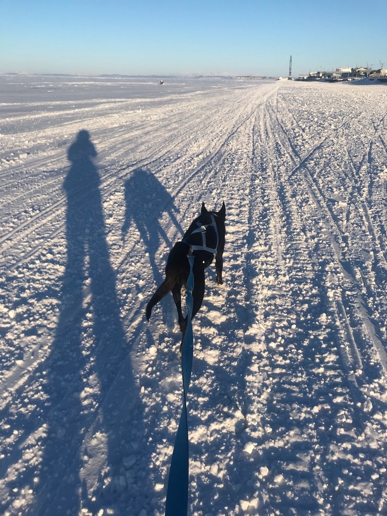Hannah fun fact- Her and her dog have done over 100 miles in the past 2 months, with the longest trip being about 25 miles! a black dog in a blue harness runs along snow in front of the town of Kotzebue. The sun creates a long shadow of the skier and dog.