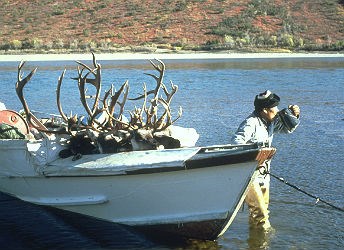 boat with several caribou carcasses