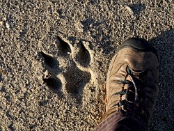 shoe next to wolf track in sand