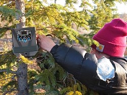 biologist straps a camera to a tree
