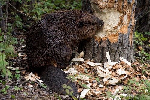 A beaver surrounded by wood chips, chewing on a tree