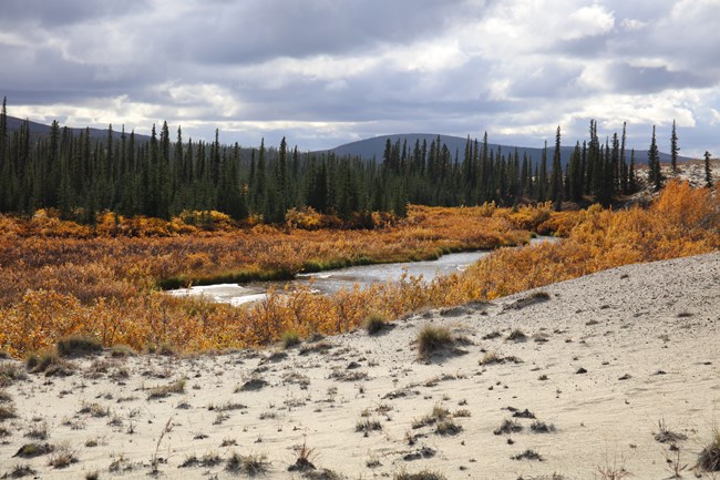 Fall foliage on the Great Kobuk Sand Dunes