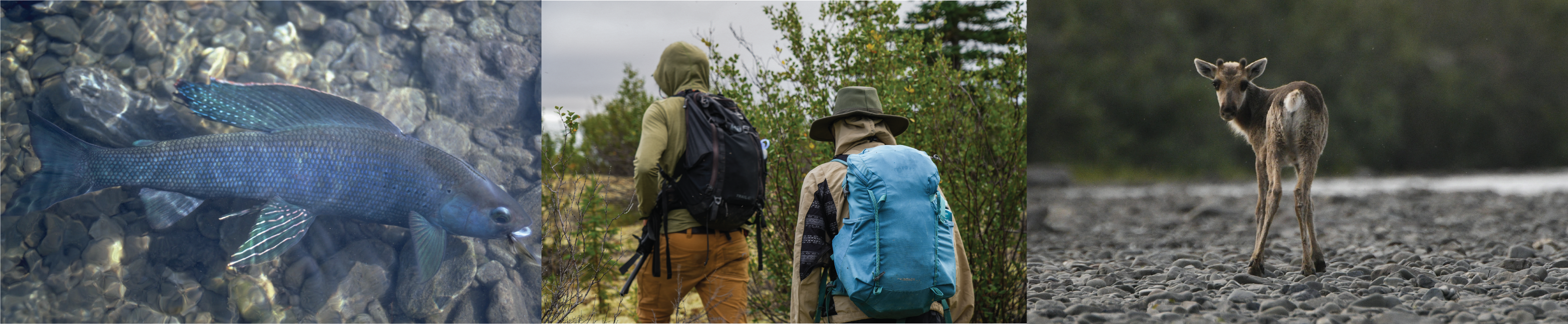 Arctic Grayling / Hiking the Sand Dunes / Caribou Calf