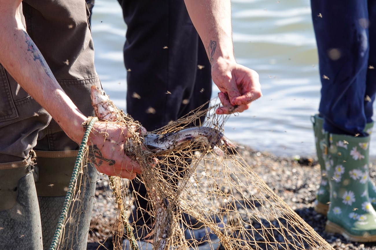 Removing fish from the net