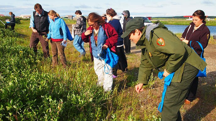 People collecting plants on the tundra
