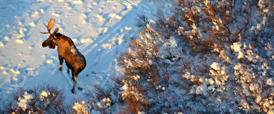 Ariel view of a moose in the snow