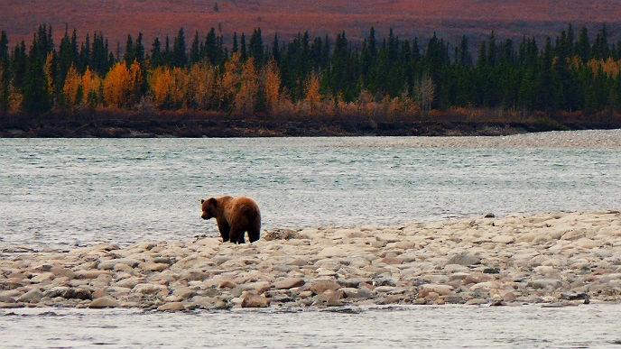 Grizzly bear stands on a gravel bar in a river with fall colors behind it.