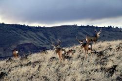Mule Deer are a common sight in the monument.