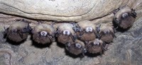 bats exhibiting white-nose fungus