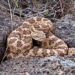 Western rattlesnake